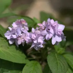 激レア/超希少品種【日本原産のヤマラッキョウ＊山辣韮】大変珍しい山