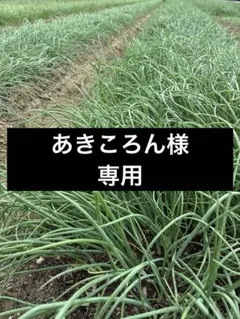 あきころん様専用ページ▼玉ねぎ苗400本