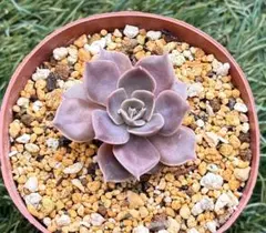 多肉植物 子持ち蓮華錦 鏡花 - メルカリ