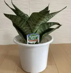 多肉植物　サンセベリア ・ハニー　4.5号鉢付のサムネイル