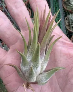 Tillandsia Milagrensis Brazil Wild 速達発送 - メルカリ