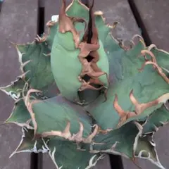 2026年最新】アガベチタノタシーザーの人気アイテム - メルカリ