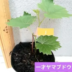 一才ヤマブドウ 抜き苗 大株 - メルカリ