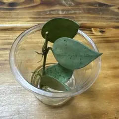 クローニアナシルバー 苗 斑入り ホヤ 多肉植物 園芸花壇 沖縄/観賞緑