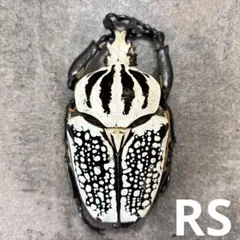 2026年最新】ゴライアスの人気アイテム - メルカリ