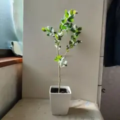 kota プロフィール読んで下さい！様 リクエスト 2点 まとめ商品