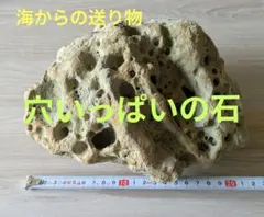 海からの送り物 工作　インテリア　水槽　爬虫類用 用途はあなた次第^_^のサムネイル