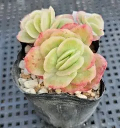 雪うさぎ様 リクエスト 2点 まとめ商品