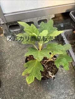 つくし様確認用 アブチロン苗 グラデーション【1苗】 2色咲き【1苗