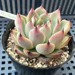 オリジナル実生　ロメオ×ジャッカル　実生　実生苗　多肉植物のサムネイル
