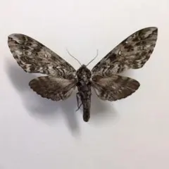 北米のヤママユ ペア 昆虫 標本 蛾 - メルカリ