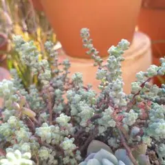 2026年最新】木立性ブレビフォリウムの人気アイテム - メルカリ