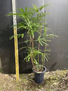 2026年最新】シュロチクの人気アイテム - メルカリ