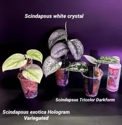 2025年最新】scindapsus スキンダプサスの人気アイテム - メルカリ