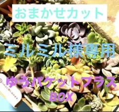 ミルミル様 リクエスト 3点 まとめ商品