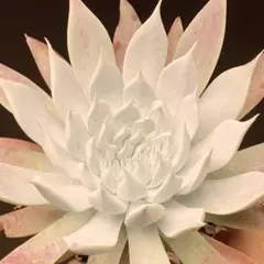 Meraki様 リクエスト 2点 まとめ商品