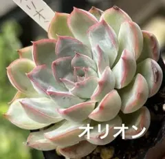 多肉植物✿ オリオン　抜き苗　❁⃘*.゜6cmポットのサムネイル