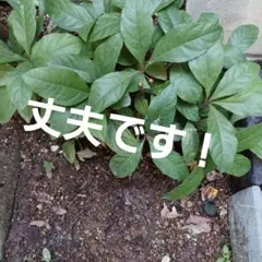 ヤブコウジ　赤くなりました！