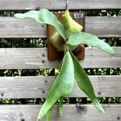 けんちゃん様 リクエスト 2点 まとめ商品