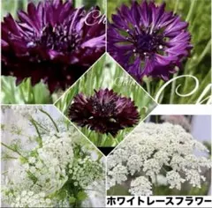 ❤️セントーレアブラックボール種 ２０粒➕ホワイトレースフラワー 種40粒