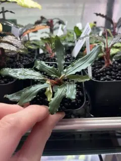 2026年最新】bucephalandra auroraの人気アイテム - メルカリ