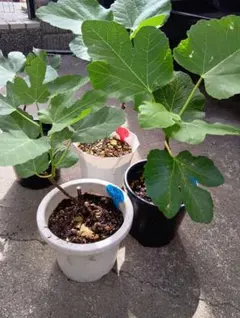 ビオレソリエス A12 実つき 黒イチジク 着果 3年生 大苗 鉢植え - メルカリ