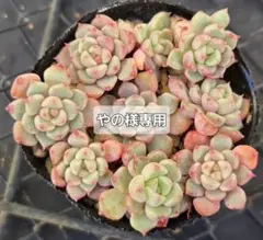 やの様 リクエスト 2点 まとめ商品