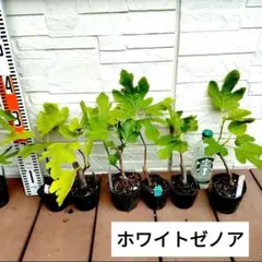イチジク苗　ホワイトゼノア　2株セットのサムネイル