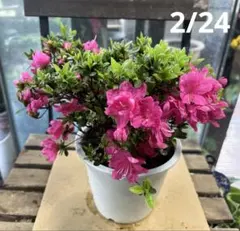 2026年最新】ツツジ盆栽の人気アイテム - メルカリ