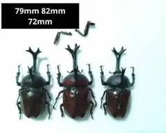 お手頃特大80mm頭角幅17mm胸角幅5.3mmぐらい野生ワイルドカブトムシ