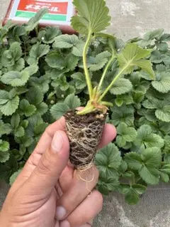 【発根済み】いちご苗 128穴セル苗（根鉢あり）5株セット／家庭菜園②