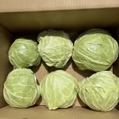 新鮮キャベツ 5キロに満たない時ジャガイモ、玉ねぎとか入れますのサムネイル