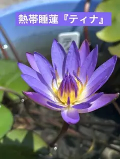 せん様 リクエスト 3点 まとめ商品