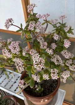 縁起の良い植物❣️金のなる木の挿し木苗のサムネイル
