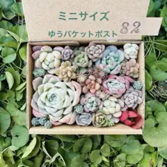 ✾82多肉植物　エケベリア　カット苗　ミニサイズ　ちまちま寄せ植え　キズあり