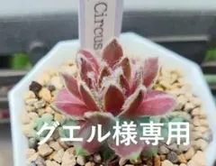 2026年最新】センペルビブムの人気アイテム - メルカリ