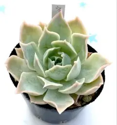 多肉植物　ウィリーウィリー　抜き苗のサムネイル