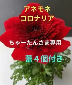 アネモネ　コロナリア　原種　蕾４個付き　吹き詰め咲き　　希少種　山野草