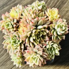 2026年最新】多肉植物 錦の人気アイテム - メルカリ