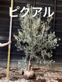 ② オリーブの木「ピクアル」9号特大苗 最高等級極上品‼️極太 - メルカリ