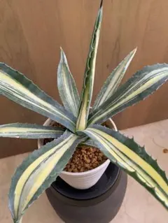 2025年最新】アガベ アメリカーナ縞斑の人気アイテム - メルカリ