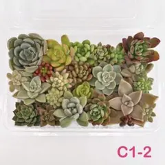 多肉植物 カット苗セット (C1-2)