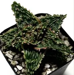 ◾️アロエ TCTハイブリッド Blue Boy【子株】3頭群生メルカリ便送料込み ◾️アロエ TCTハイブリッド Blue Boy【子株】3頭群生メルカリ便