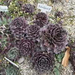 2026年最新】センペルビウム 多肉植物の人気アイテム - メルカリ