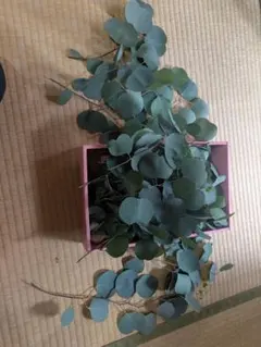 ユーカリ ポポラス フレッシュ 生花 - メルカリ