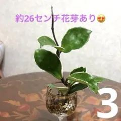 3☆花芽あり☆ホヤかルノーサ☆リップカラー☆多肉☆観葉植物☆のサムネイル