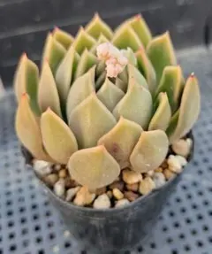 hikaru様 リクエスト 6点 まとめ商品