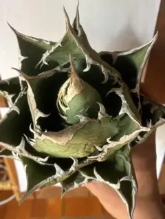 2026年最新】アガベ 親株の人気アイテム - メルカリ