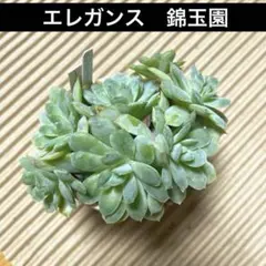 2025年最新】錦玉園の人気アイテム - メルカリ