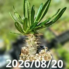 パキポディウムアンボンゲンセ 実生 選抜個体 良型 鉢ごとメルカリ便⑥